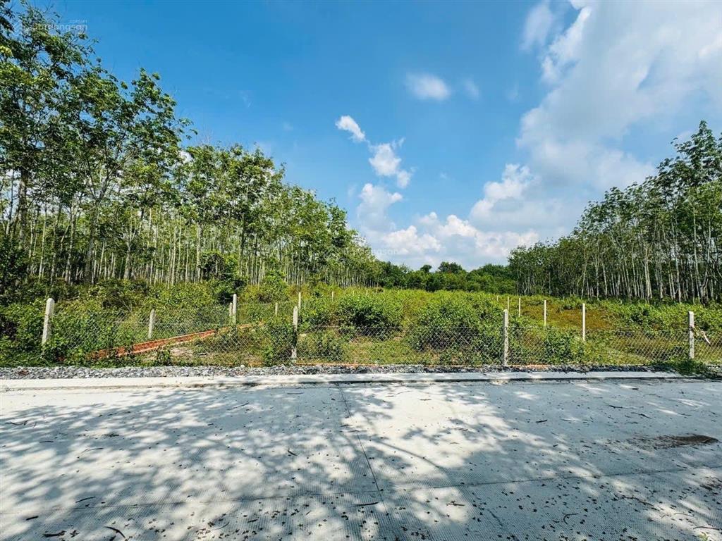 Bán đất vườn có 216m2 thổ cư xã phú mỹ hưng, củ chi diện tích lớn, giá tốt