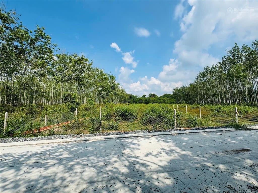 Bán đất vườn có 216m2 thổ cư xã phú mỹ hưng, củ chi diện tích lớn, giá tốt