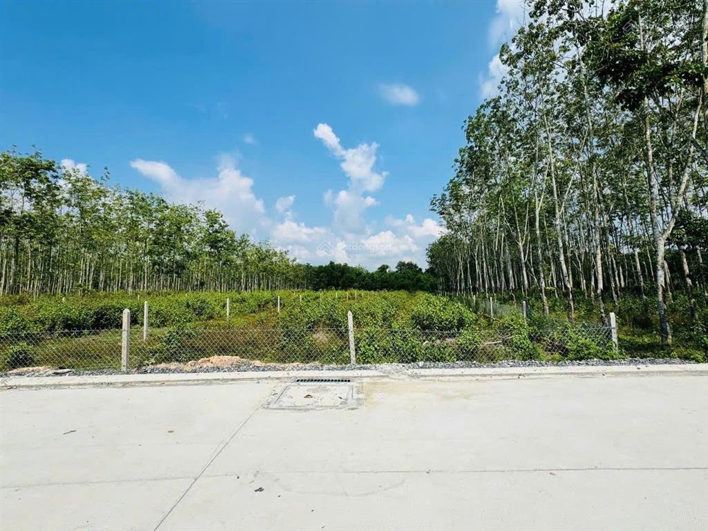 Bán đất vườn có 216m2 thổ cư xã phú mỹ hưng, củ chi diện tích lớn, giá tốt