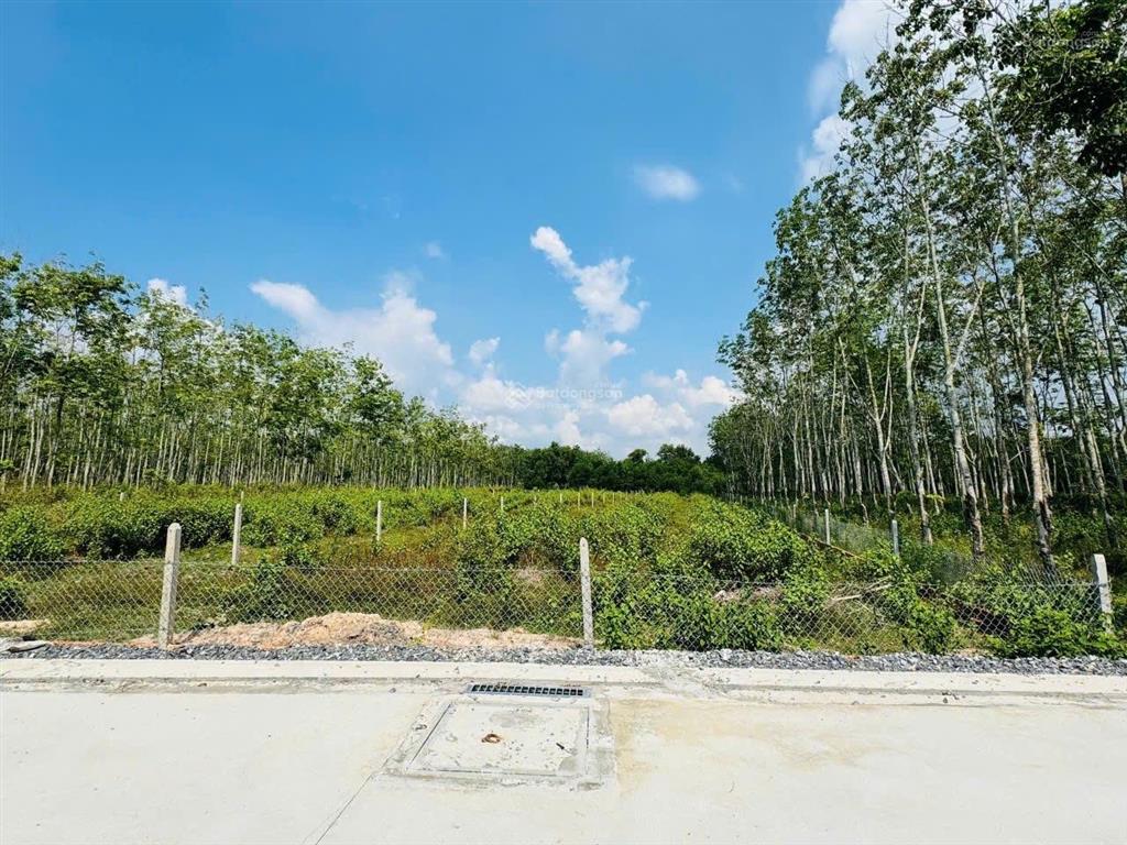 Bán đất vườn có 216m2 thổ cư xã phú mỹ hưng, củ chi diện tích lớn, giá tốt