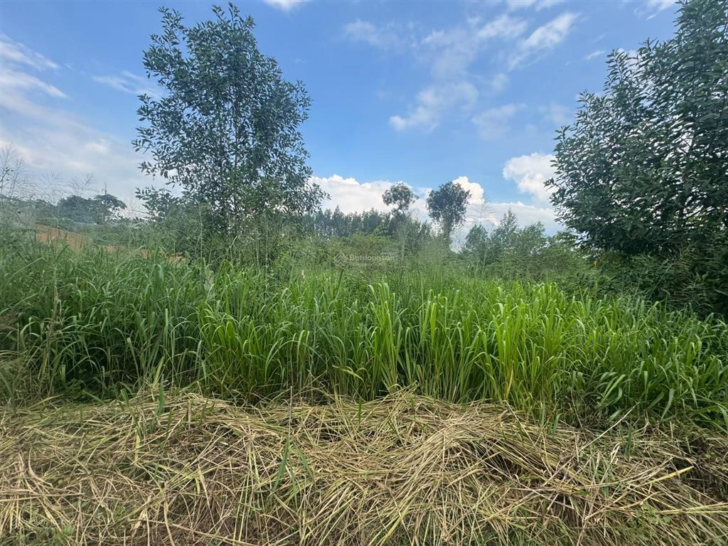 Bán đất 586m2 xã phú ngọc, huyện định quán, đồng nai. diện tích lớn, giá tốt