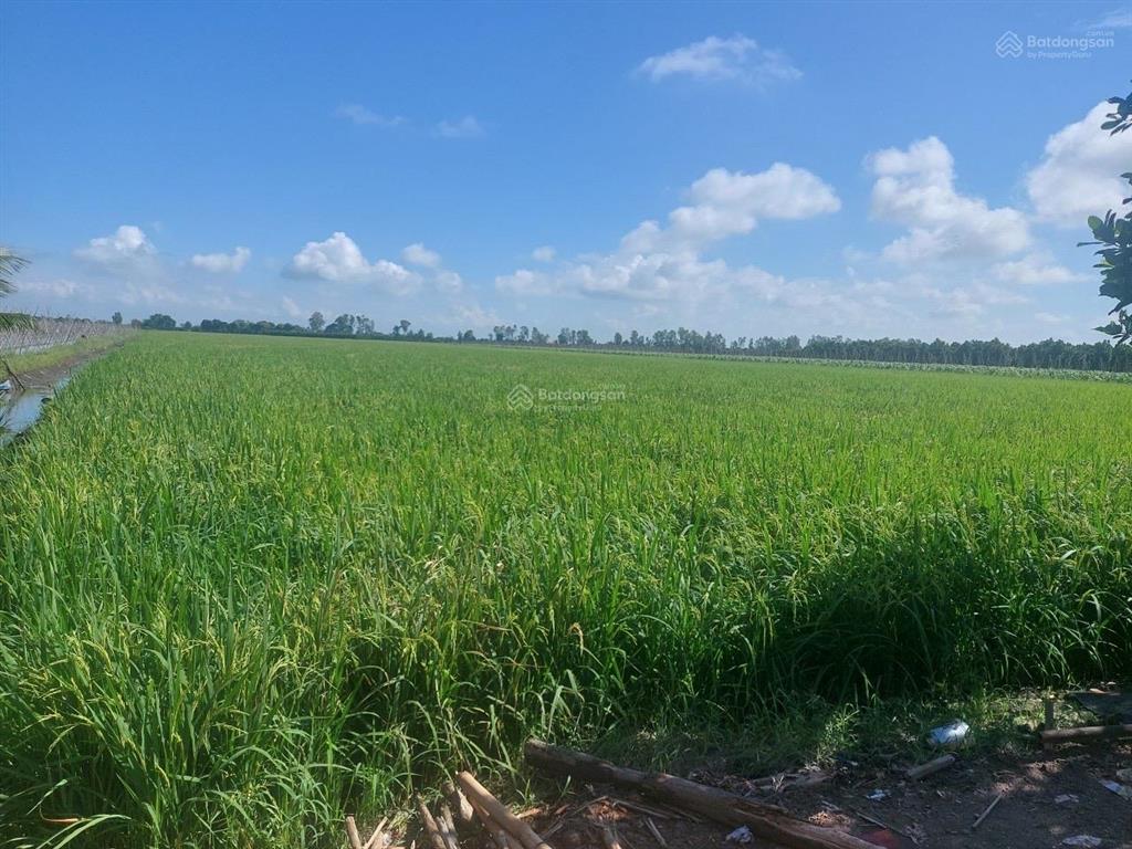 Bán 318 công đất lúa vị trí đẹp ngay trung tâm cai nghiện xã lương an trà, huyện tri tôn