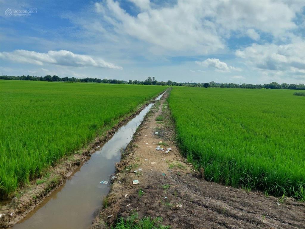 Bán 318 công đất lúa vị trí đẹp ngay trung tâm cai nghiện xã lương an trà, huyện tri tôn