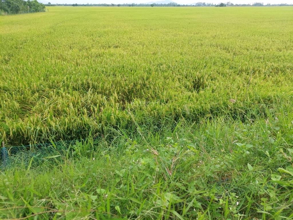 Bán 318 công đất lúa vị trí đẹp ngay trung tâm cai nghiện xã lương an trà, huyện tri tôn