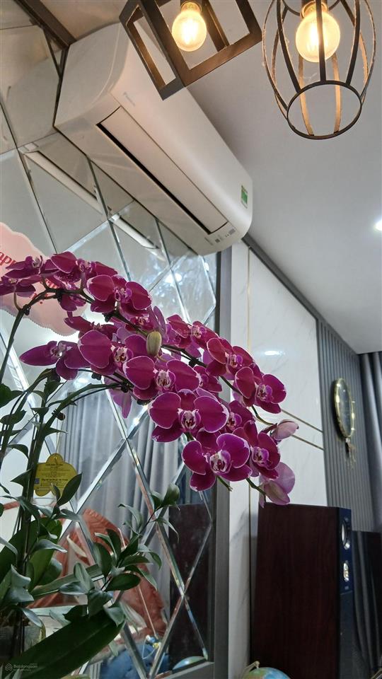 Chính chủ bán nhanh căn góc 3pn 2wc 80m2, full đồ tầng trung thấp, s218 vinhomes ocean park gia lâm