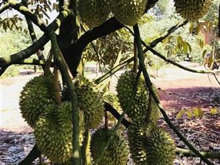 B.án 3071m2 vườn sầu riêng thái ( 3 mặt tiền ) xã hàng gòn tp long khánh diện tích  3071m2 (