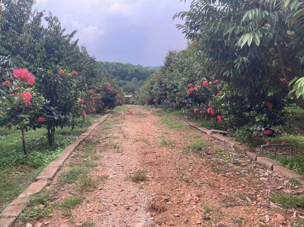 Bán 31,000m2 (3 mẫu 1) quy hoạch đất skc (3 mặt tiền) khu vực xã hố nai 3 sát bên kcn sông mây