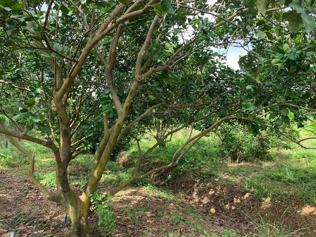 Bán đất vườn góc 2 mặt tiền đẹp trị an, đồng nai .
diện tích 10.300m. số riêng có 300 m thổ c