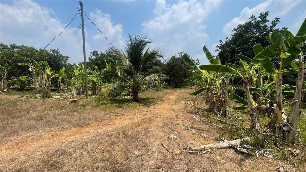 Cho thuê xưởng giá rẻ tân an, đồng nai. diện tích khuôn viên 25.000 m2 (2ha5)