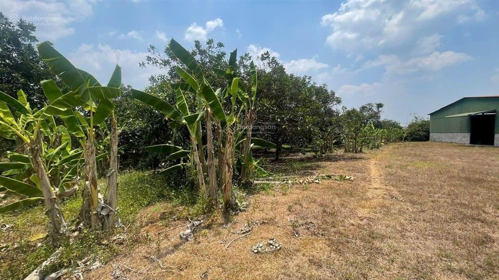 Cho thuê xưởng giá rẻ tân an, đồng nai. diện tích khuôn viên 25.000 m2 (2ha5)