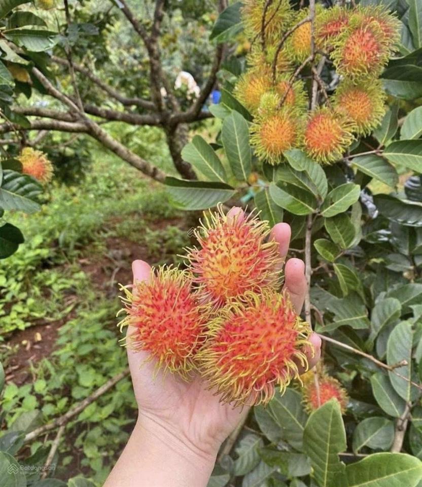 Căn nhà vườn 500m2 1ty265tr ngay mt nguyễn văn linh chơn thành sẵn dòng tiền 8tr và vườn bưởi shr