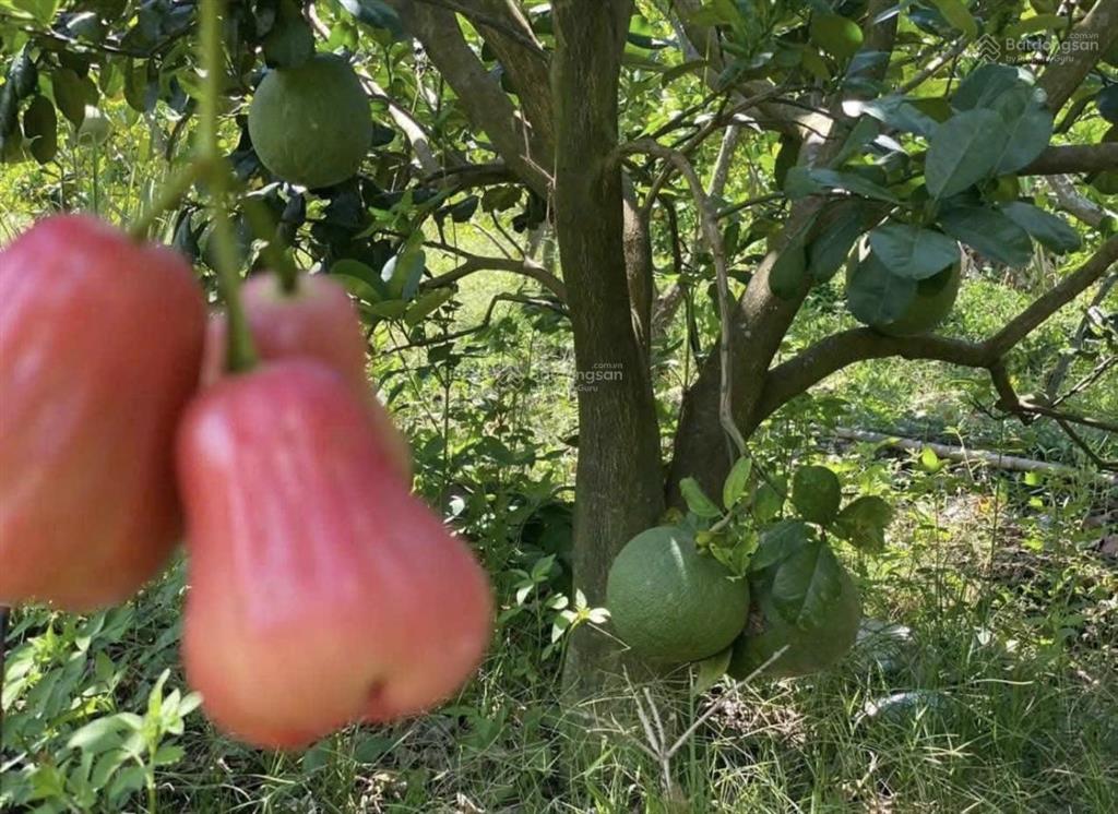 Căn nhà vườn 500m2 1ty265tr ngay mt nguyễn văn linh chơn thành sẵn dòng tiền 8tr và vườn bưởi shr