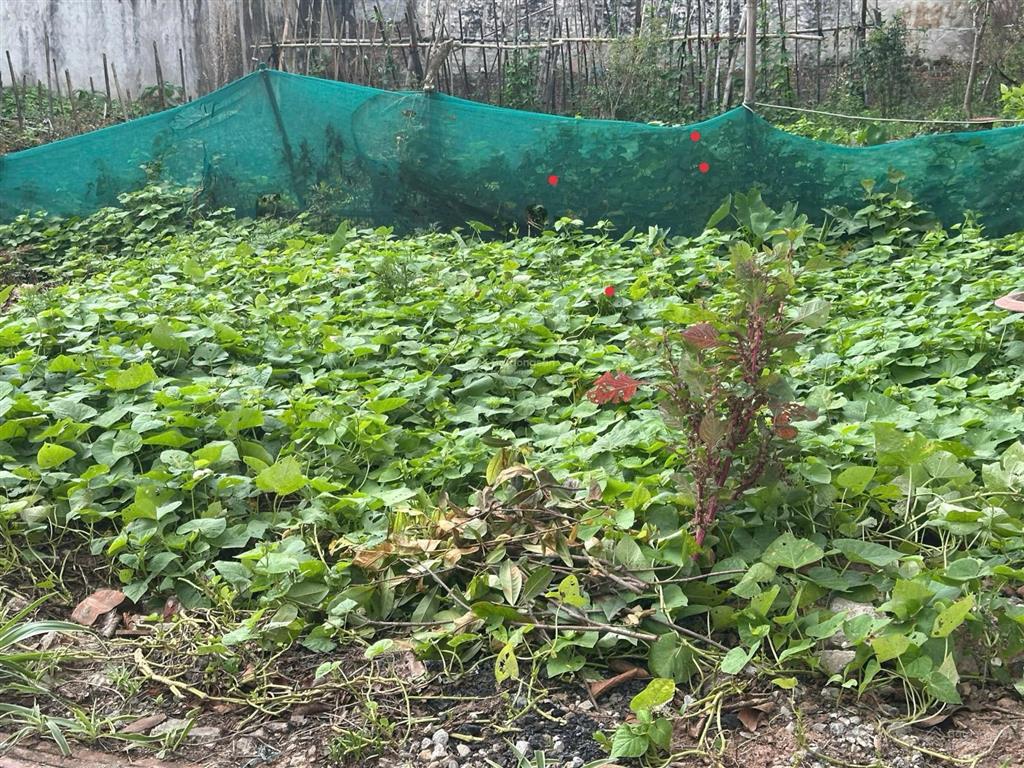 Bán đất dương quang gia lâm. dt 60m2 gần ô tô trường học các cấp phân khúc hữu hạn nhỉnh 2 tỷ