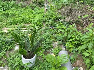 Bán đất dương đức hiền gia lâm dt 42m2 sáng đưa con học chiều vài bước ra chợ dòng tiền nhỏ ở sướng