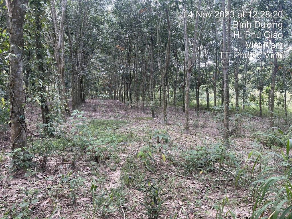 3553,7m2 có sẵn nhà cấp 4  mặt tiền 58m8 nhánh bàu ao, phú giáo, bình dương