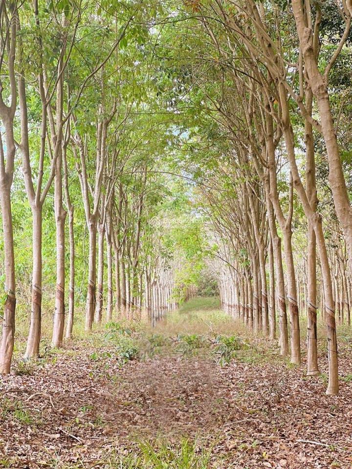 Bán đất có thổ cư và vườn cao su đang thu nhập ổn định ấp tân lập, tân hiệp, hớn quản, bình phước
