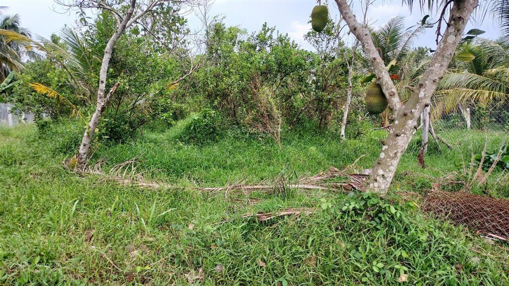 Tôi chính chủ cần bán mảnh đất vườn 500m2 ở long hưng, châu thành, tiền giang giá chỉ 500tr