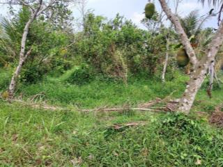 Tôi chính chủ cần bán mảnh đất vườn 500m2 ở long hưng, châu thành, tiền giang giá chỉ 500tr