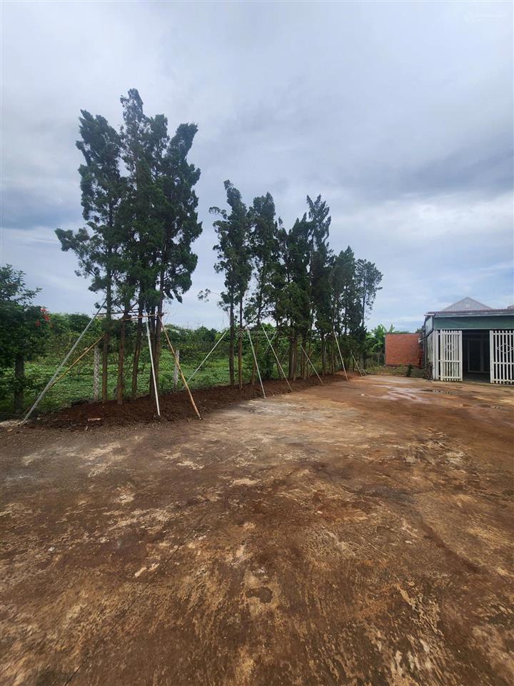 Bán nhà vườn bảo quang, long khánh 9.064m²  4pn, 2 wc, vườn mít đang thu hoạch