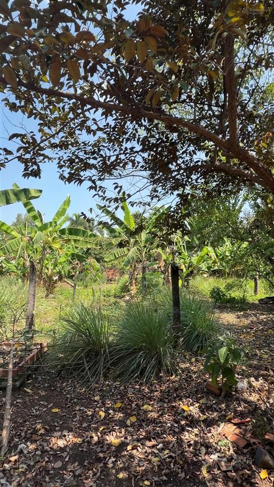 Bán đất gần sân bay long thành, cẩm đường, đồng nai  dt 2400m2  sẵn nhà  sổ hồng  4.8 tỷ