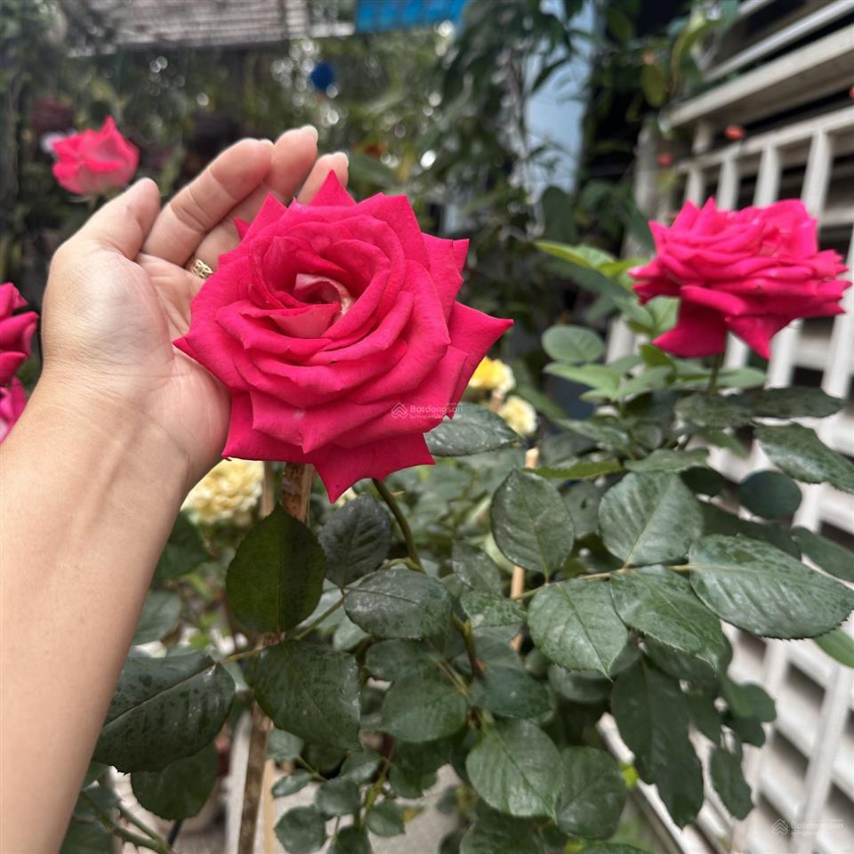 Cần bán căn chung cư ehome 4 vị trí tầng trệt tiếp đất. cách quốc lộ 13 chỉ 500m. cạnh tiến metro