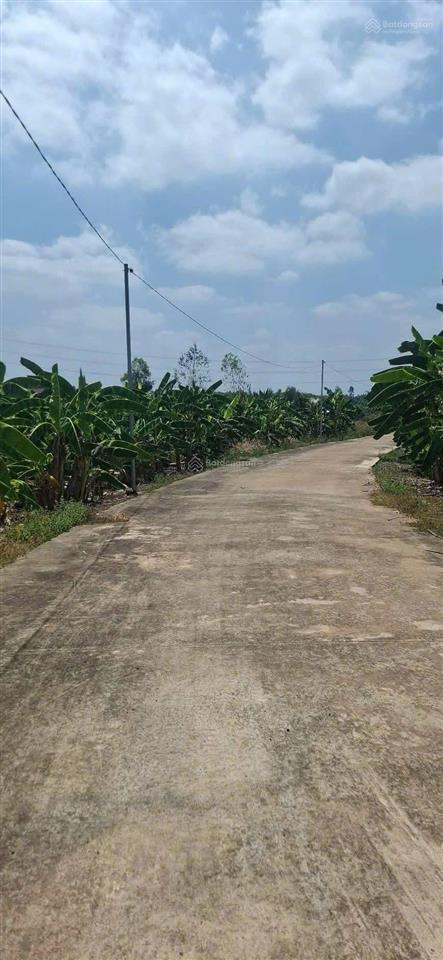 Bán gấp 1.45 mẫu, shr, lô góc 2 mt, vị trí cực đẹp, phân lô đất sào, trồng cây ăn trái cực chill