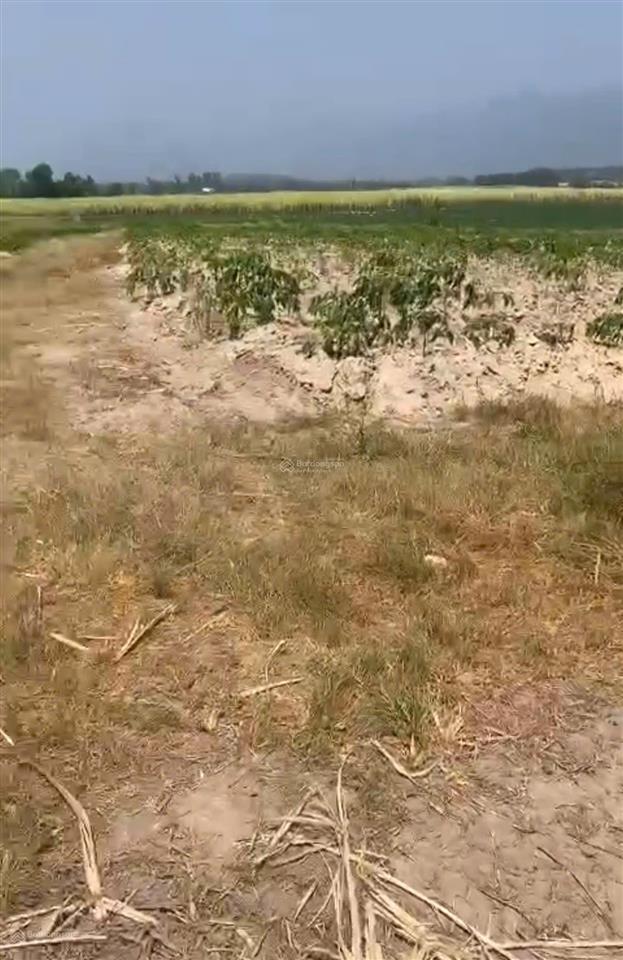 12.001 m2 đất vườn thôn nông trường, xã tây ninh hòa (ninh sim), khánh hòa