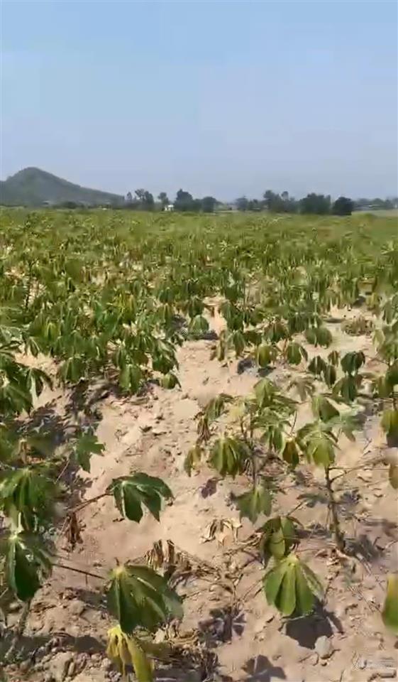 12.001 m2 đất vườn thôn nông trường, xã tây ninh hòa (ninh sim), khánh hòa