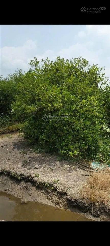 Tôi là chủ đất cần bán 1000m2 đất vườn gần chợ và ubnd xã thạnh lợi