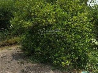 Tôi là chủ đất cần bán 1000m2 đất vườn gần chợ và ubnd xã thạnh lợi