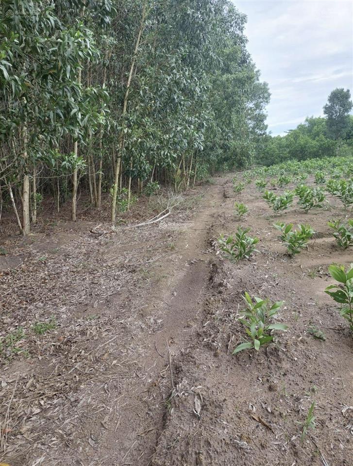 Bán đất ở hòa hiệp, 5 tỷ, 15000 m2, mặt tiền 75m