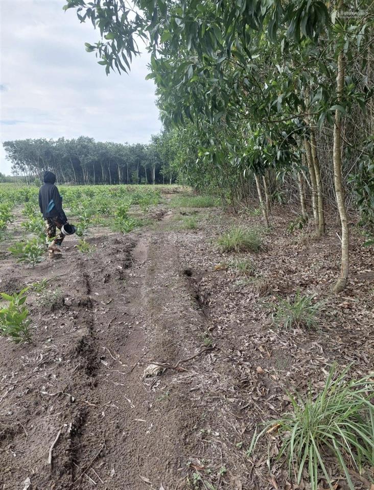 Bán đất ở hòa hiệp, 5 tỷ, 15000 m2, mặt tiền 75m