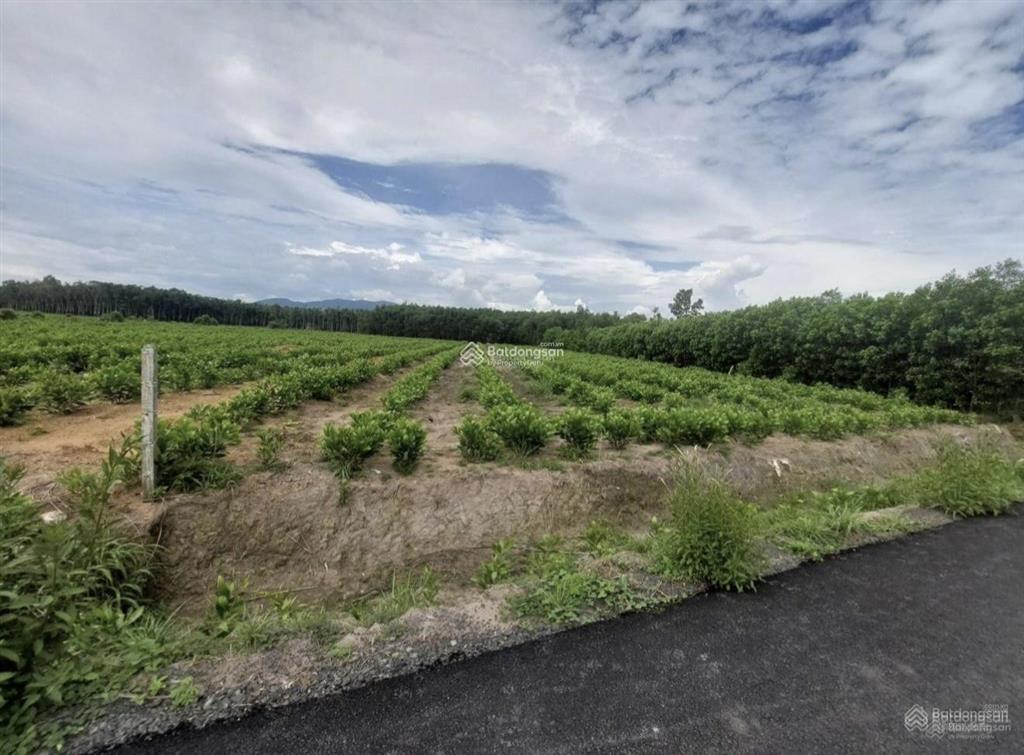 Bán đất ở hòa hiệp, 5 tỷ, 15000 m2, mặt tiền 75m