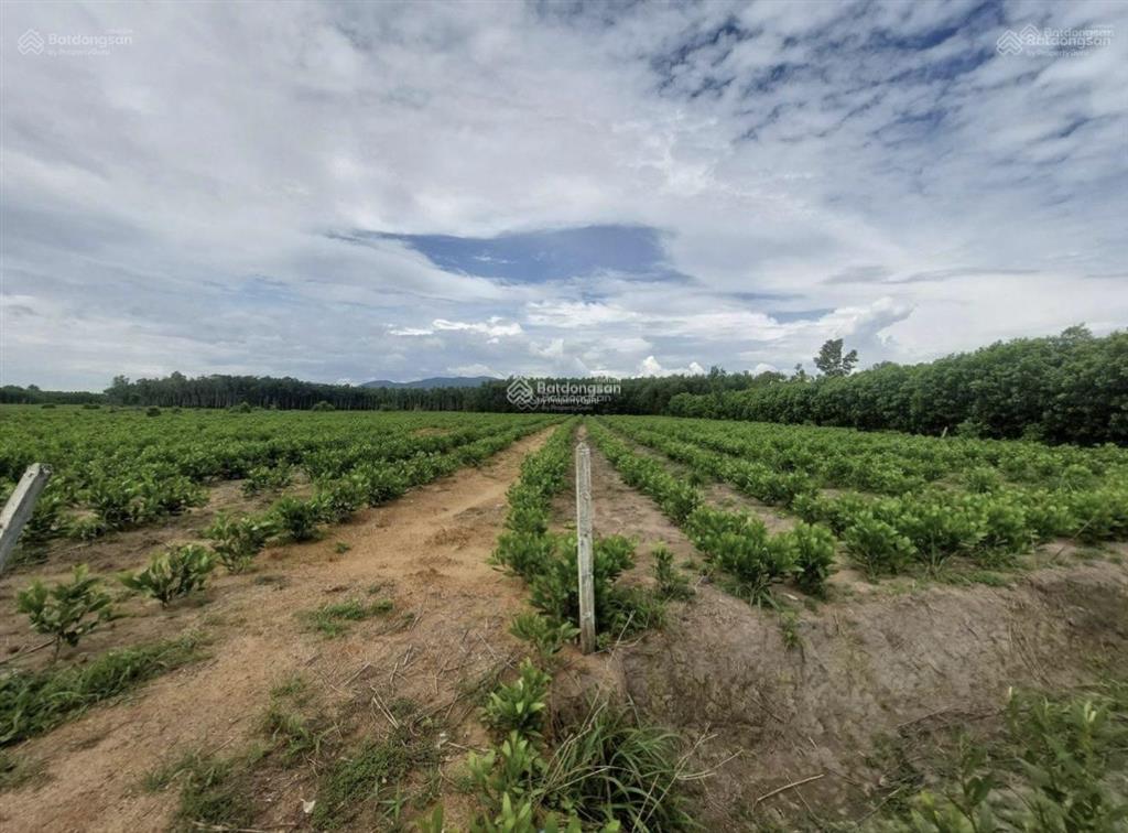 Bán đất ở hòa hiệp, 5 tỷ, 15000 m2, mặt tiền 75m