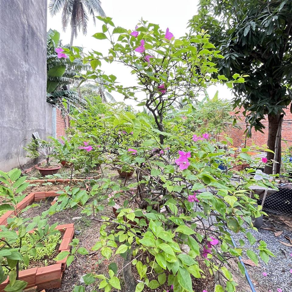 Bán đất vườn cây ăn trái gần chợ an sơn phường thuận an bình dương.