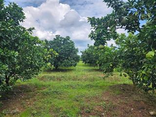 Bán đất tại xã tân lâm, 610 triệu, 1025m2 giá ưu đãi