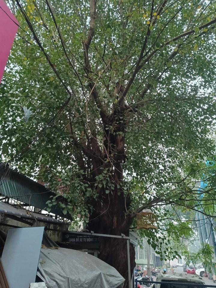 Bán đất tặng nhà 2T phố Nguyễn Công Trứ - Trung tâm phường HBT - Lô góc - Xe to lùi đỗ