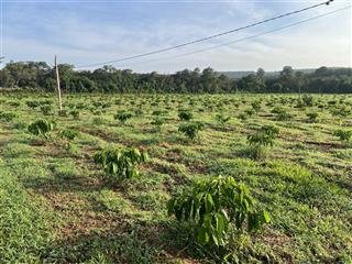 Bán vườn cafe sầu riêng,măng cục,có 200 thổ cư.