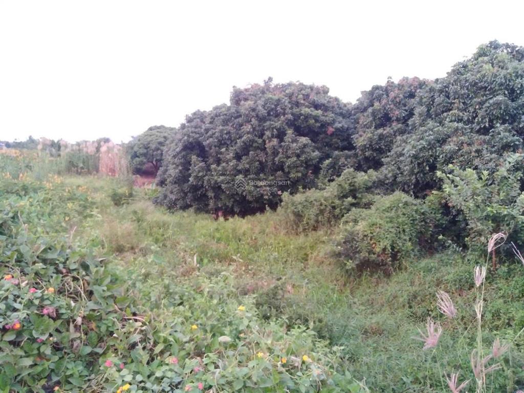 Đất đẹp, đầu tư sinh lời  chính chủ bán đất châu thành, đồng tháp