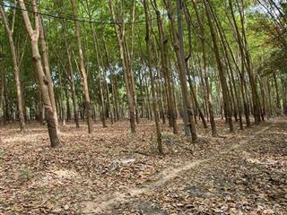 Đất thị trấn tân bình bắc tân uyên, gần kcn vsip 2a (p vĩnh tân tp hcm mới)