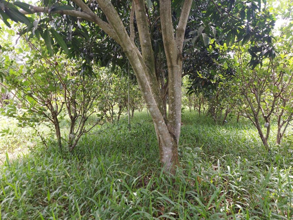 Bán đất  đã đầu tư vườn sinh thái 1,5 ha (15.000m2) đường đt 839 đức huệ, long an