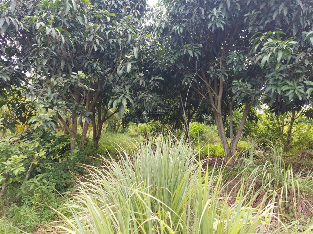Bán đất  đã đầu tư vườn sinh thái 1,5 ha (15.000m2) đường đt 839 đức huệ, long an
