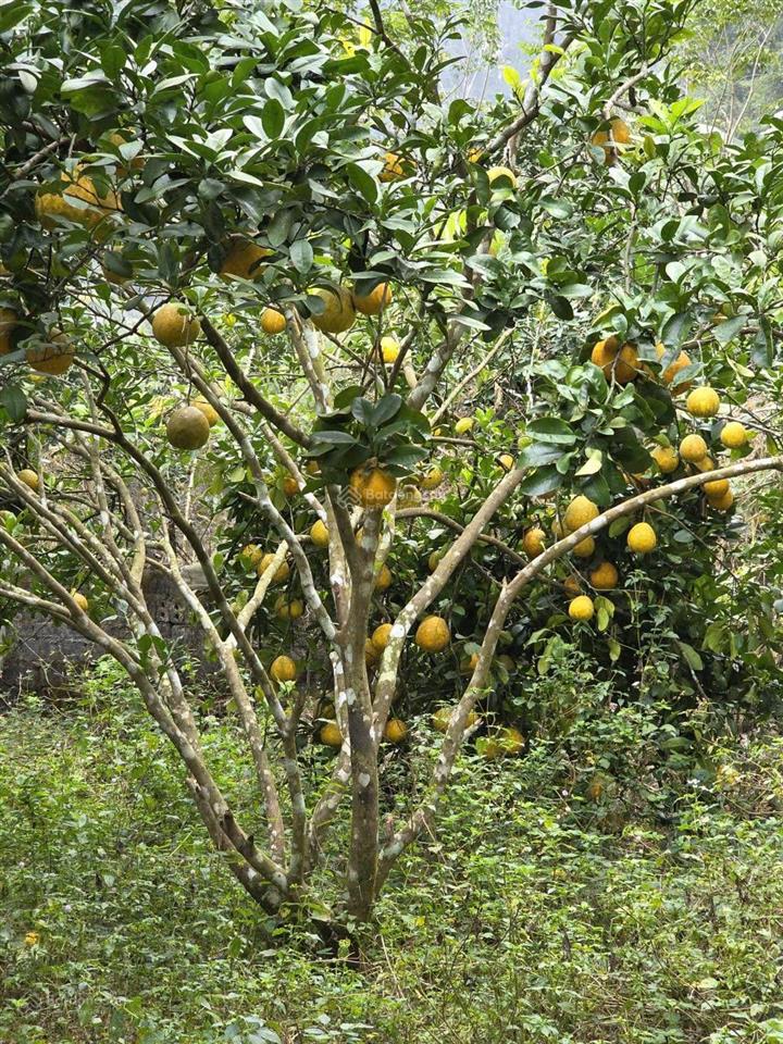 Chỉ hơn 1triệu/m 1.327m full thổ cư lạc lương, yên thuỷ, hoà bình