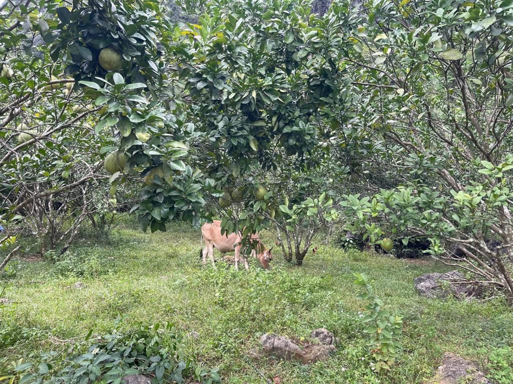 Chỉ hơn 1triệu/m 1.327m full thổ cư lạc lương, yên thuỷ, hoà bình