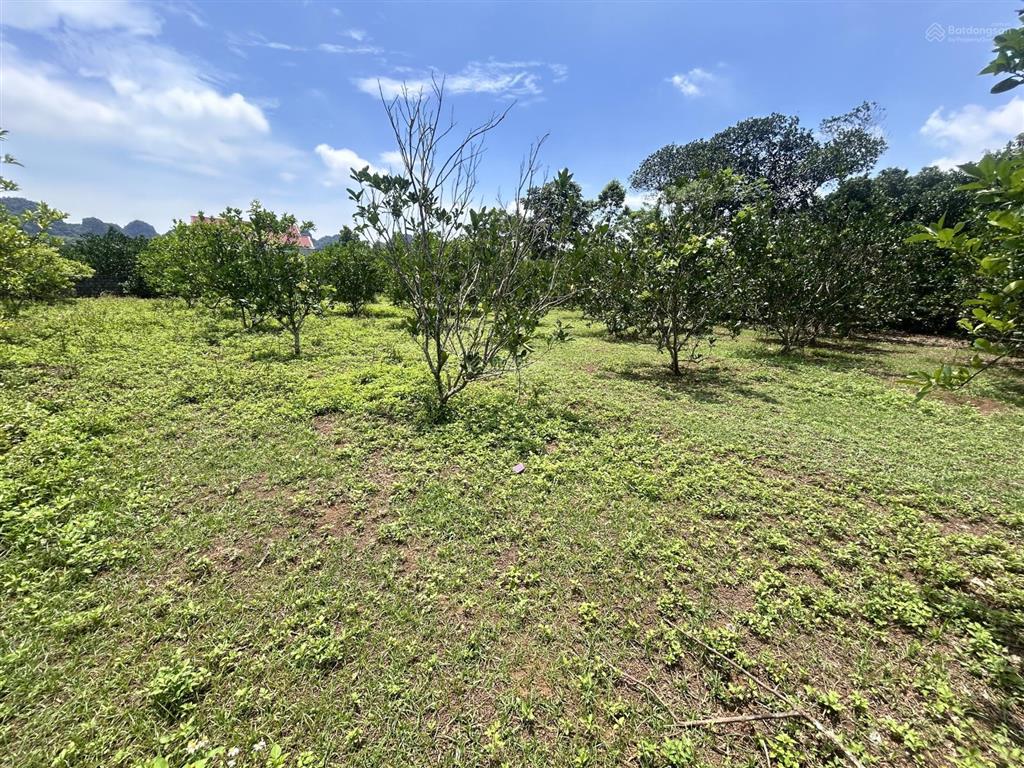 Siêu phẩm 2.987m2 có 2.000m2 thổ cư, sẵn vườn bưởi, mặt tiền 40m tại yên thủy