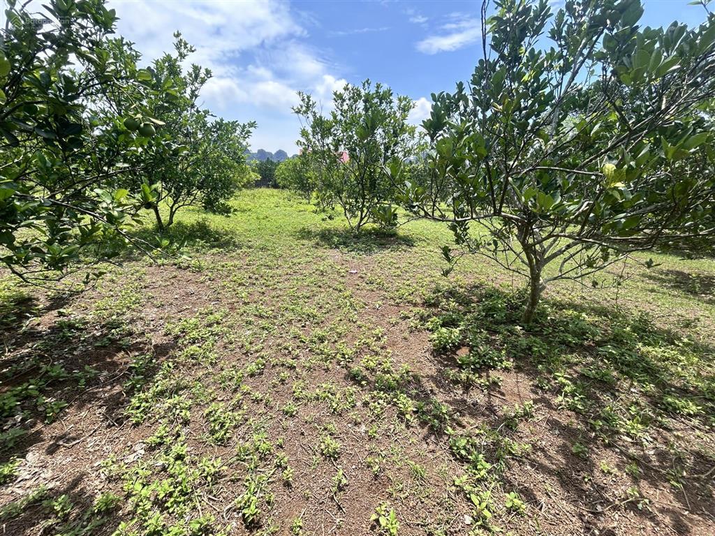 Siêu phẩm 2.987m2 có 2.000m2 thổ cư, sẵn vườn bưởi, mặt tiền 40m tại yên thủy