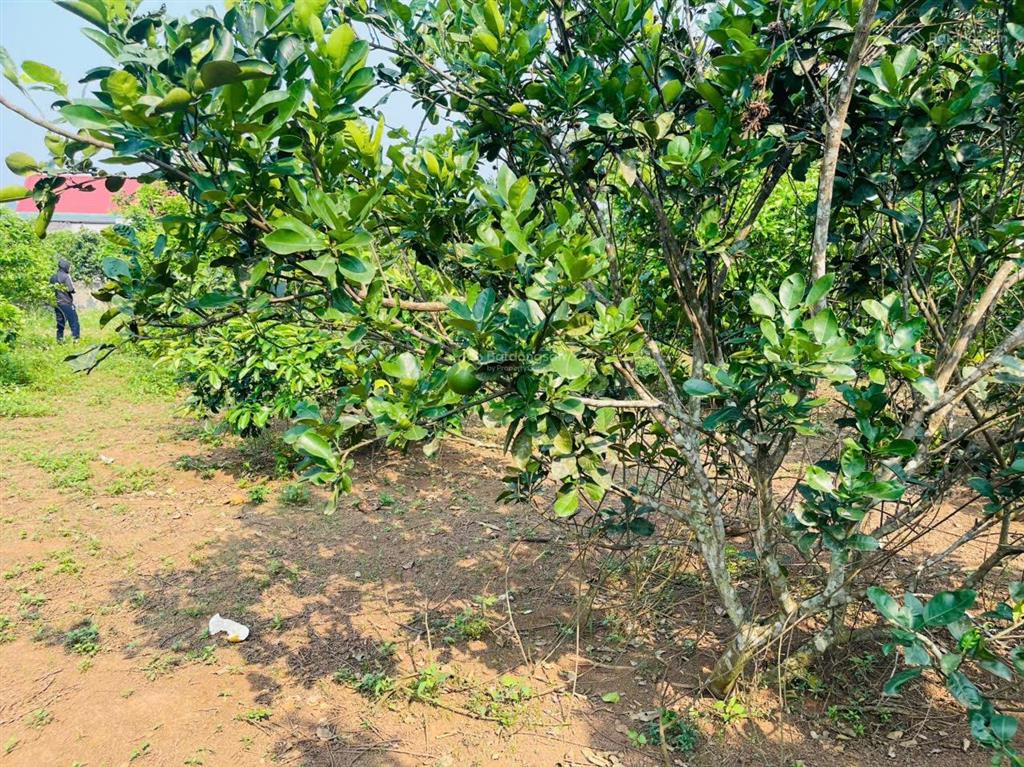 Siêu phẩm 2.987m2 có 2.000m2 thổ cư, sẵn vườn bưởi, mặt tiền 40m tại yên thủy