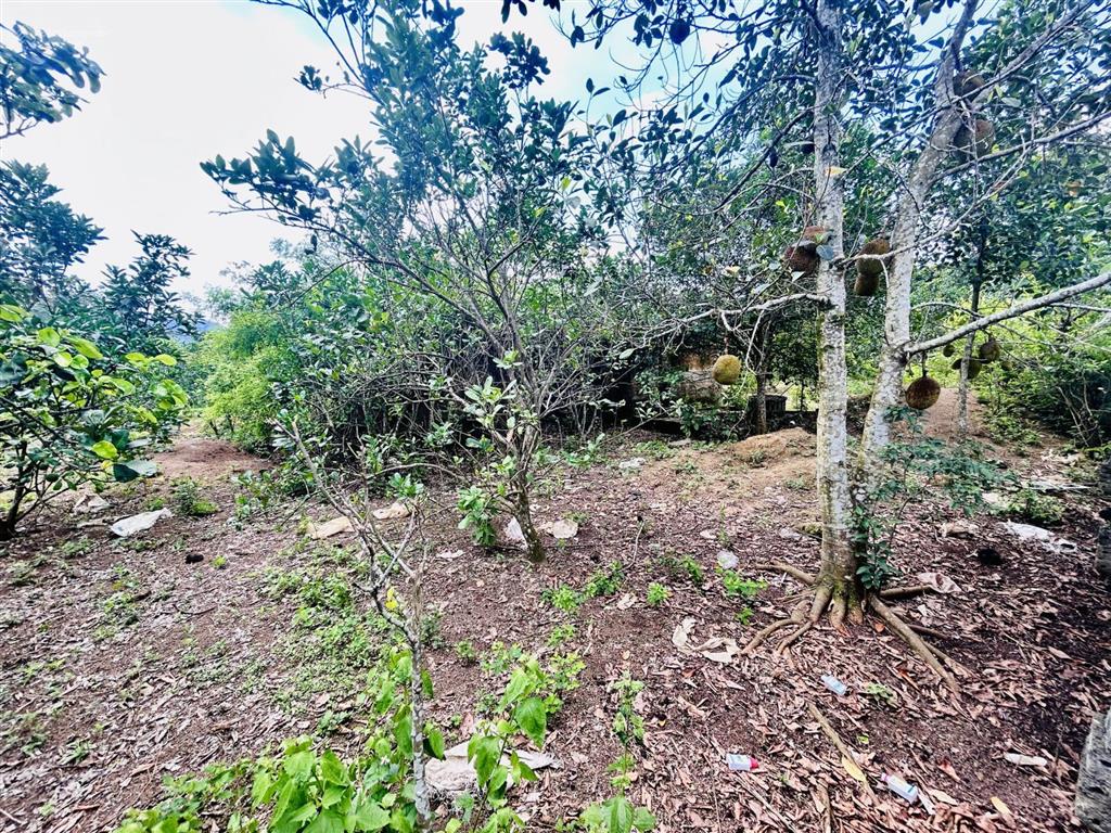 Siêu phẩm 2.987m2 có 2.000m2 thổ cư, sẵn vườn bưởi, mặt tiền 40m tại yên thủy