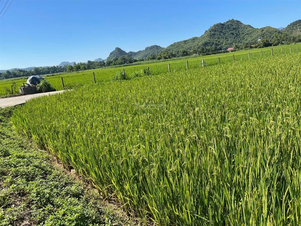 Lô góc 1824m2 1.000m2 đất ở mặt tiền 35m thống nhất, lạc lương, yên thủy, hòa bình