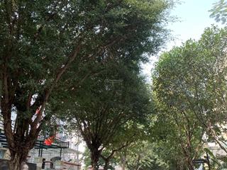 Biệt thự song lập dương nội  198m2  4t  gần công viên thiên văn học  không gian xanh hiếm